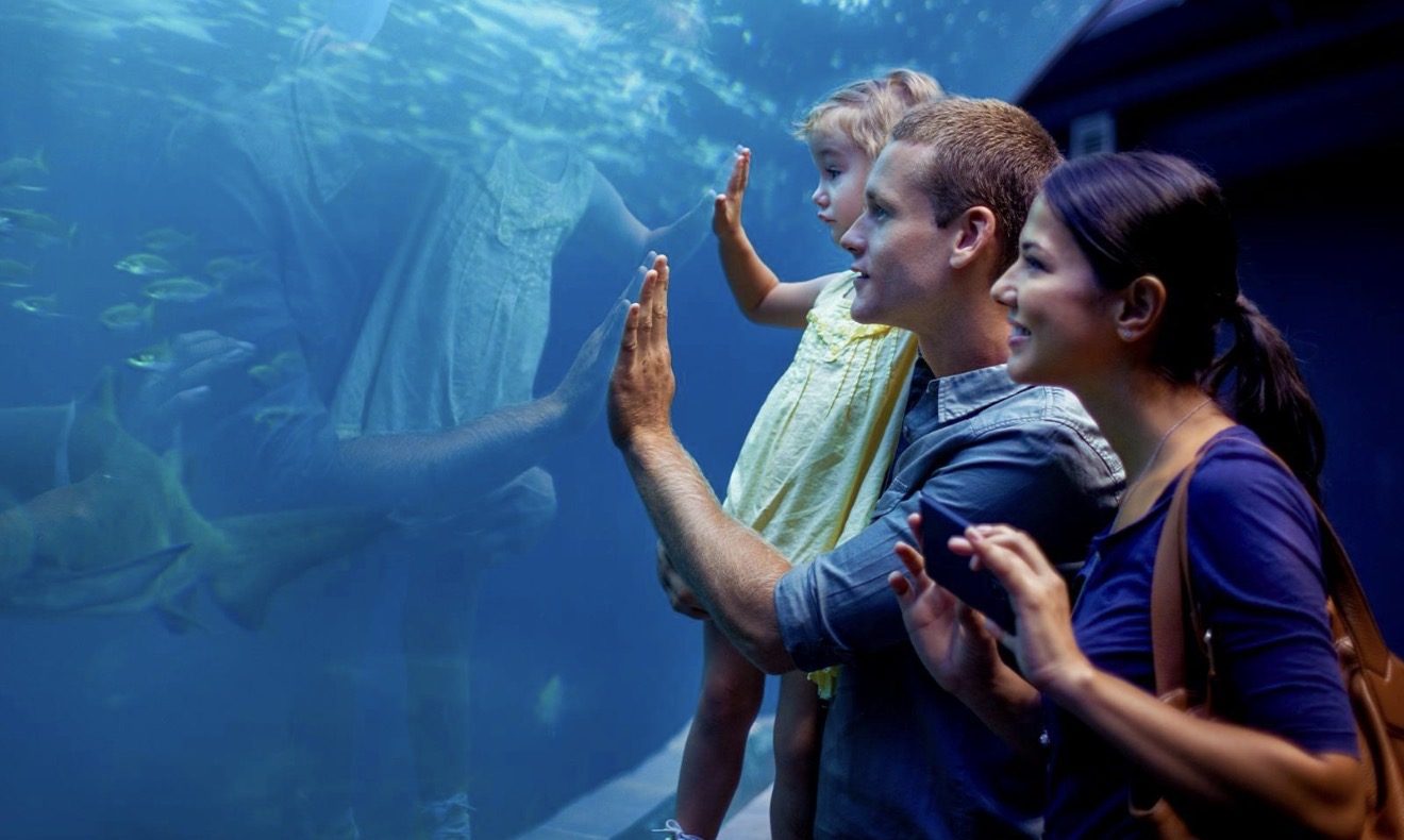 A family watching fish through the glass of a large aquarium tank on a rainy day